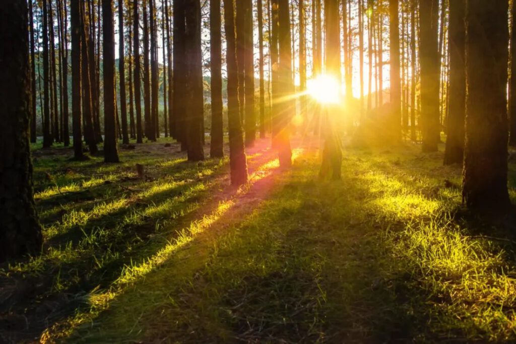 Forest Sun Landscape